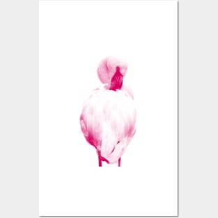 Flamingo 02 Posters and Art